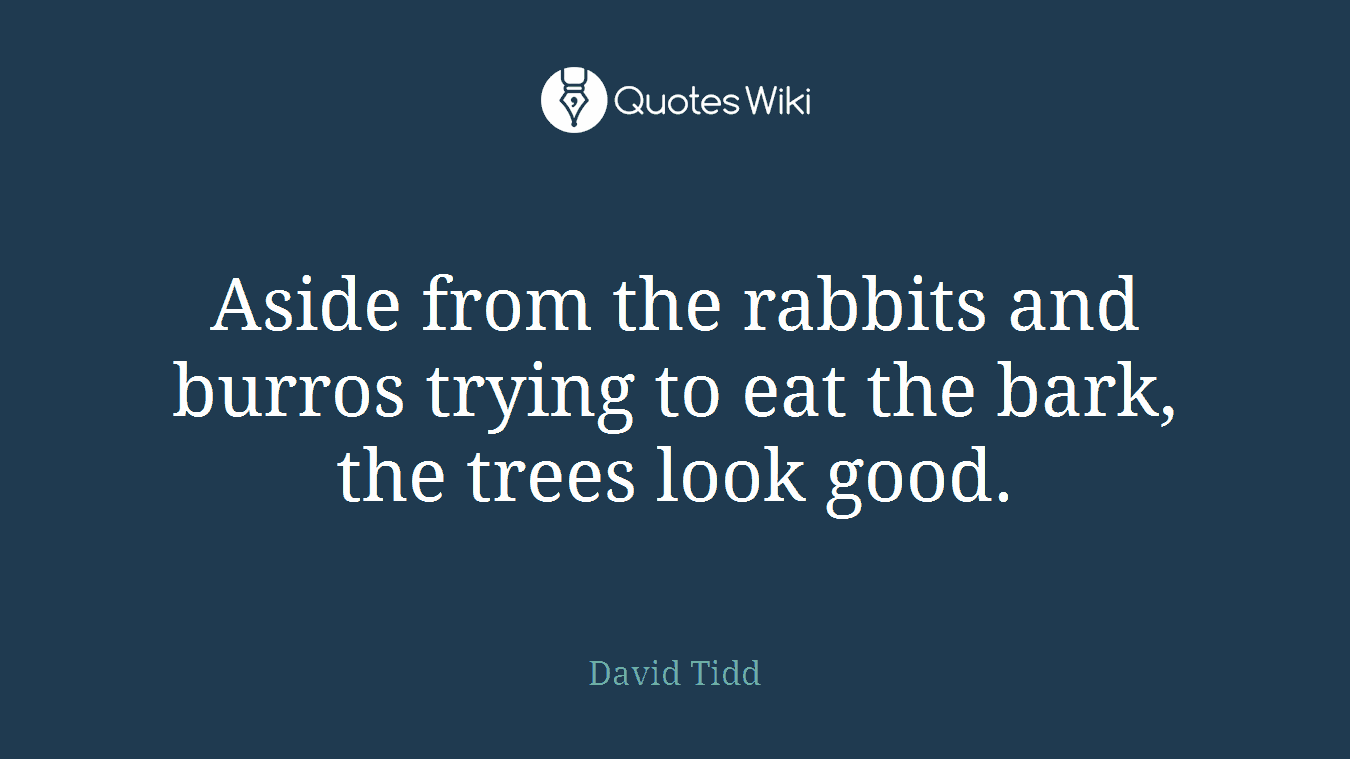 Aside from the rabbits and burros trying to eat the bark, the trees look good.