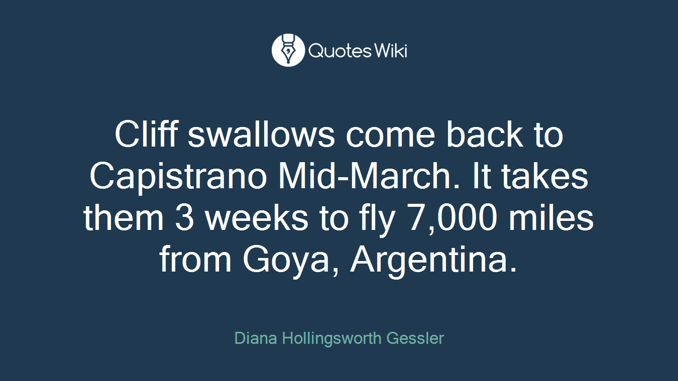 Cliff swallows come back to Capistrano Mid-March. It takes them 3 weeks to fly 7,000 miles from Goya, Argentina.