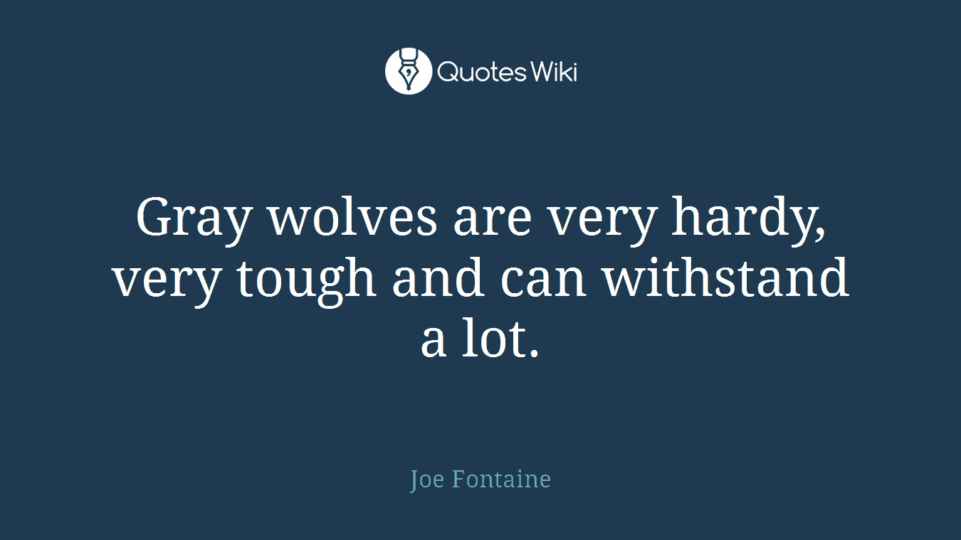 Gray wolves are very hardy, very tough and can withstand a lot.