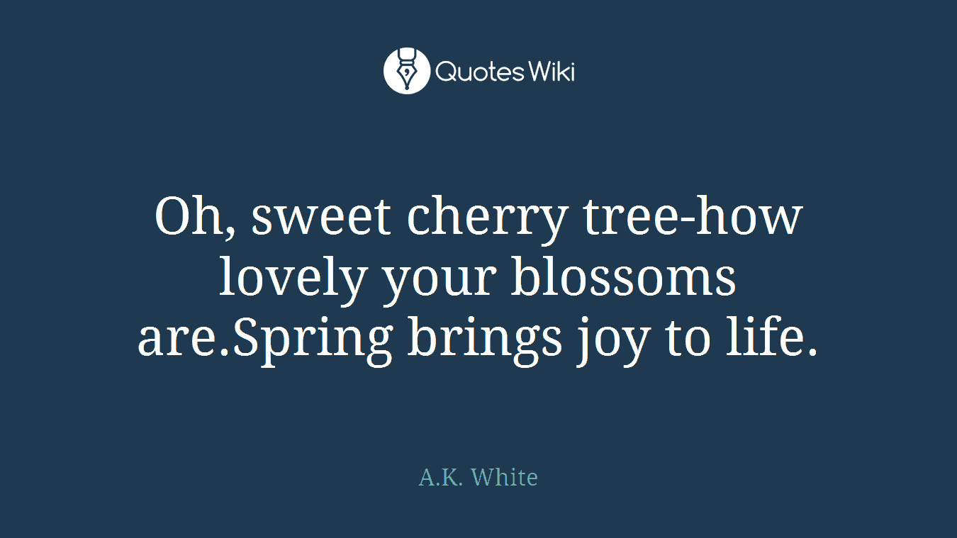 Oh, sweet cherry tree-how lovely your blossoms are.Spring brings joy to life.