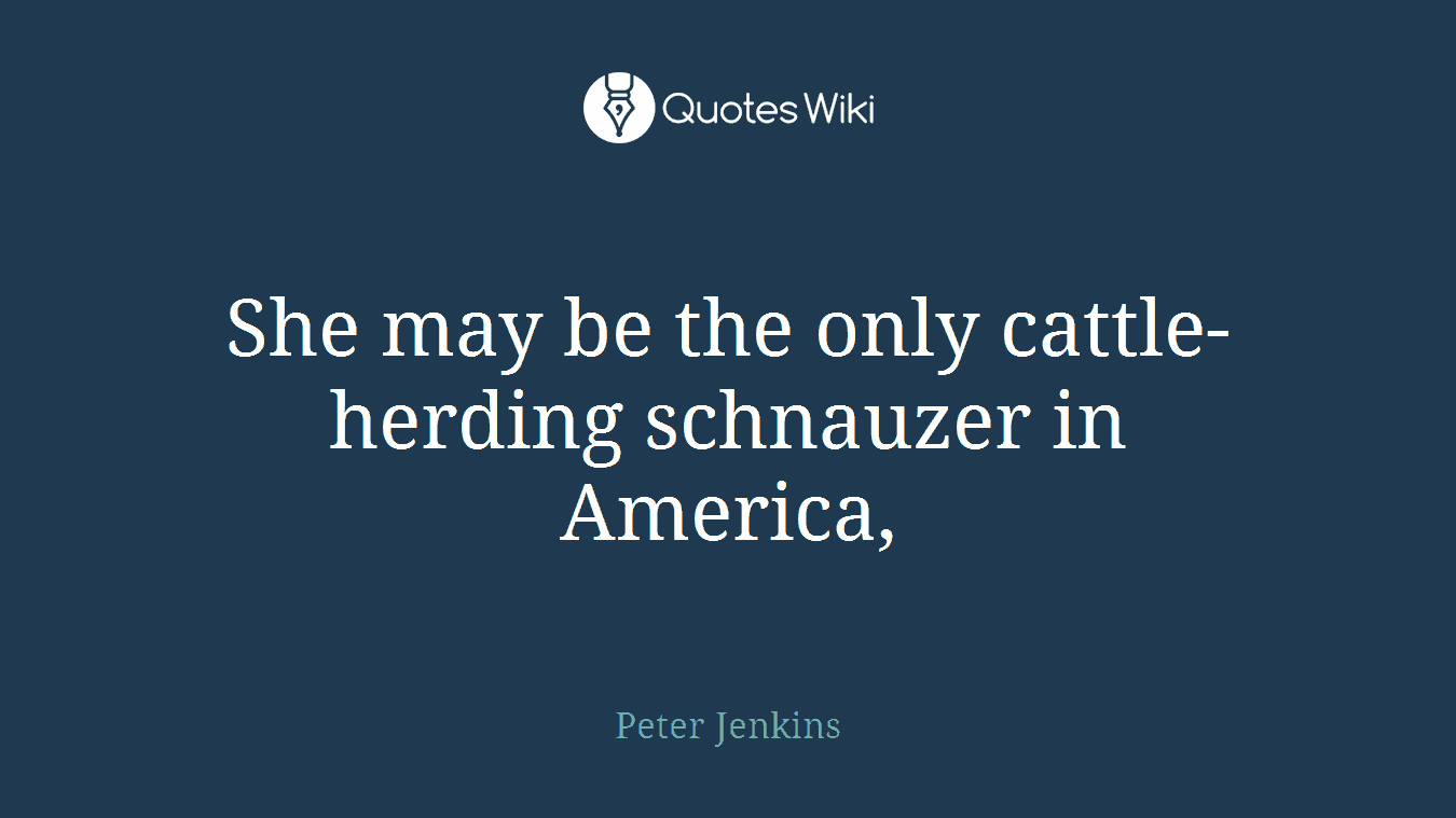 She may be the only cattle-herding schnauzer in America,