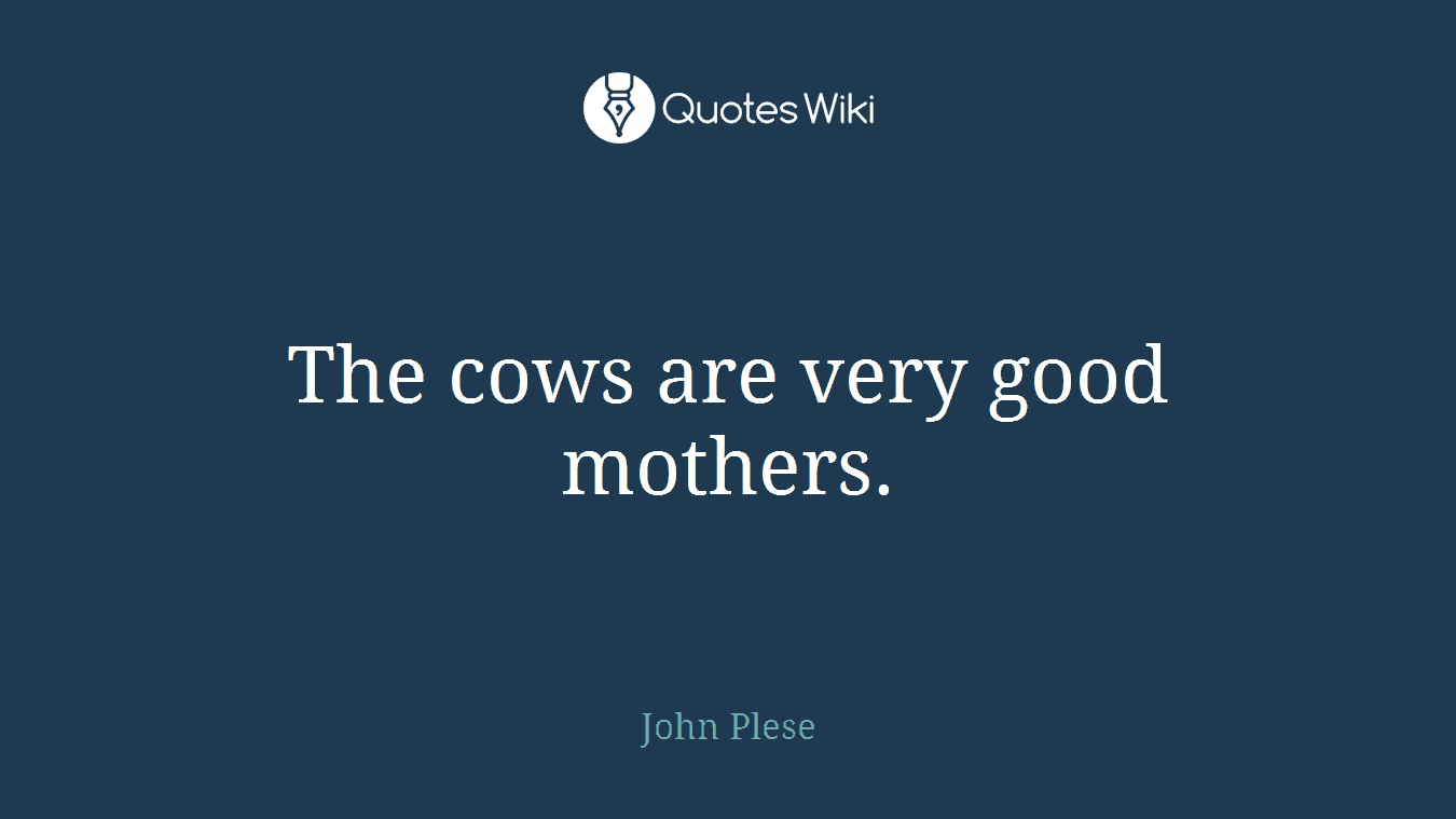 The cows are very good mothers.