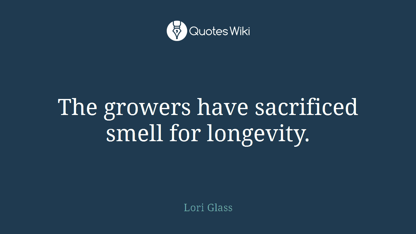 The growers have sacrificed smell for longevity.
