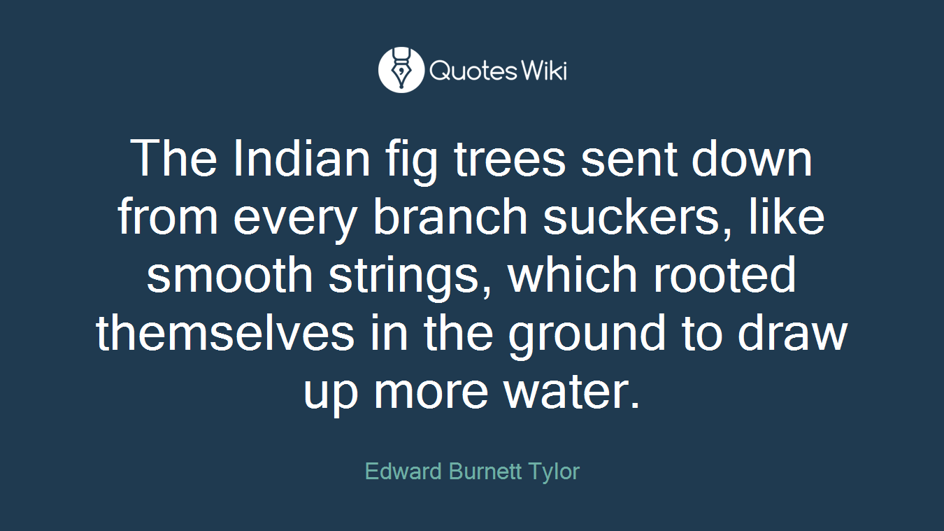 The Indian fig trees sent down from every branch suckers, like smooth strings, which rooted themselves in the ground to draw up more water.