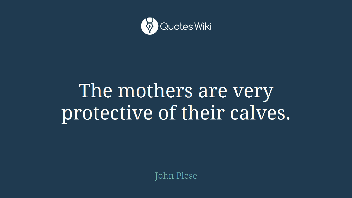 The mothers are very protective of their calves.