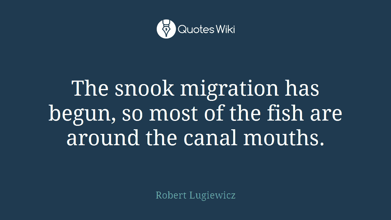 The snook migration has begun, so most of the fish are around the canal mouths.