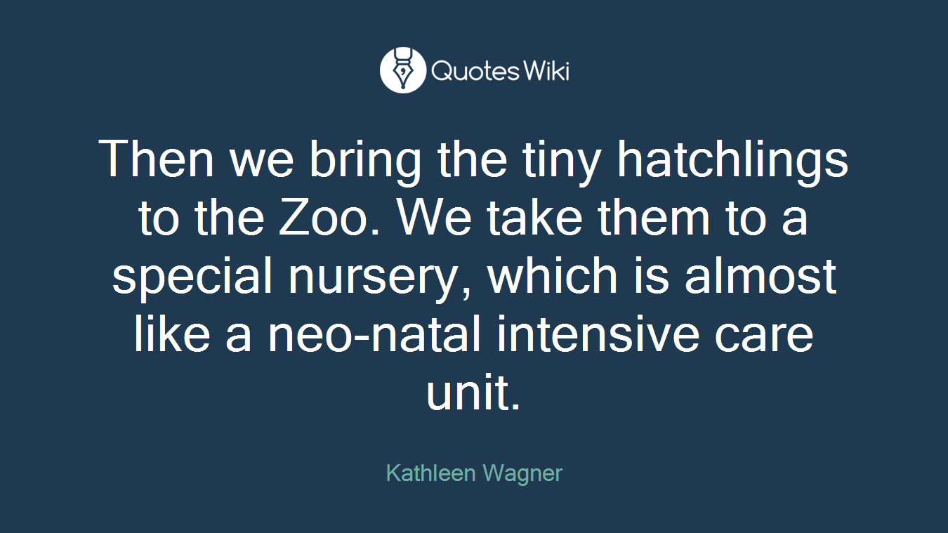 Then we bring the tiny hatchlings to the Zoo. We take them to a special nursery, which is almost like a neo-natal intensive care unit.