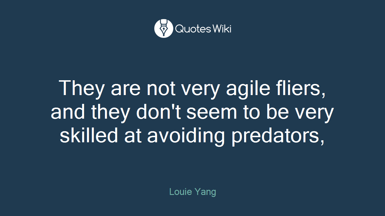 They are not very agile fliers, and they don't seem to be very skilled at avoiding predators,