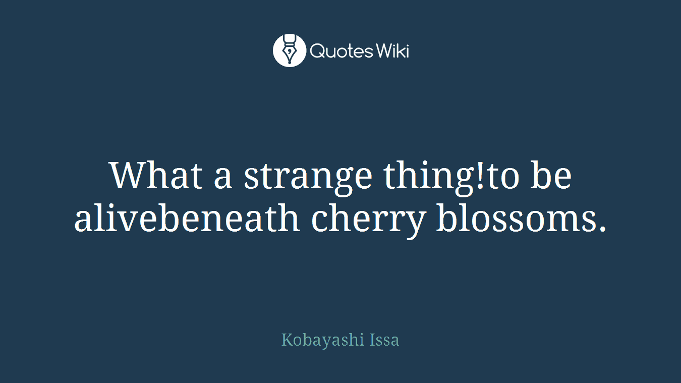 What a strange thing!to be alivebeneath cherry blossoms.
