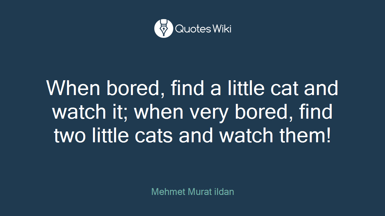 When bored, find a little cat and watch it; when very bored, find two little cats and watch them!