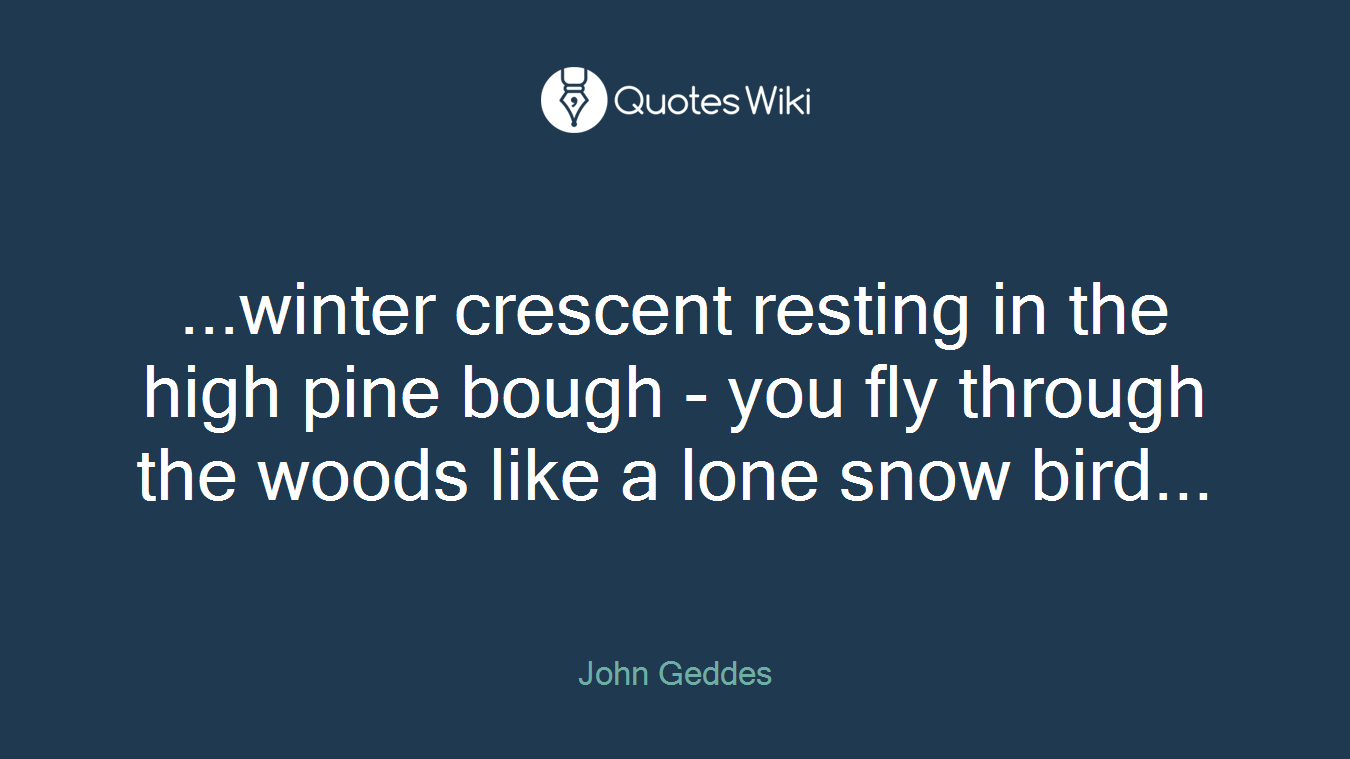 ...winter crescent resting in the high pine bough - you fly through the woods like a lone snow bird...
