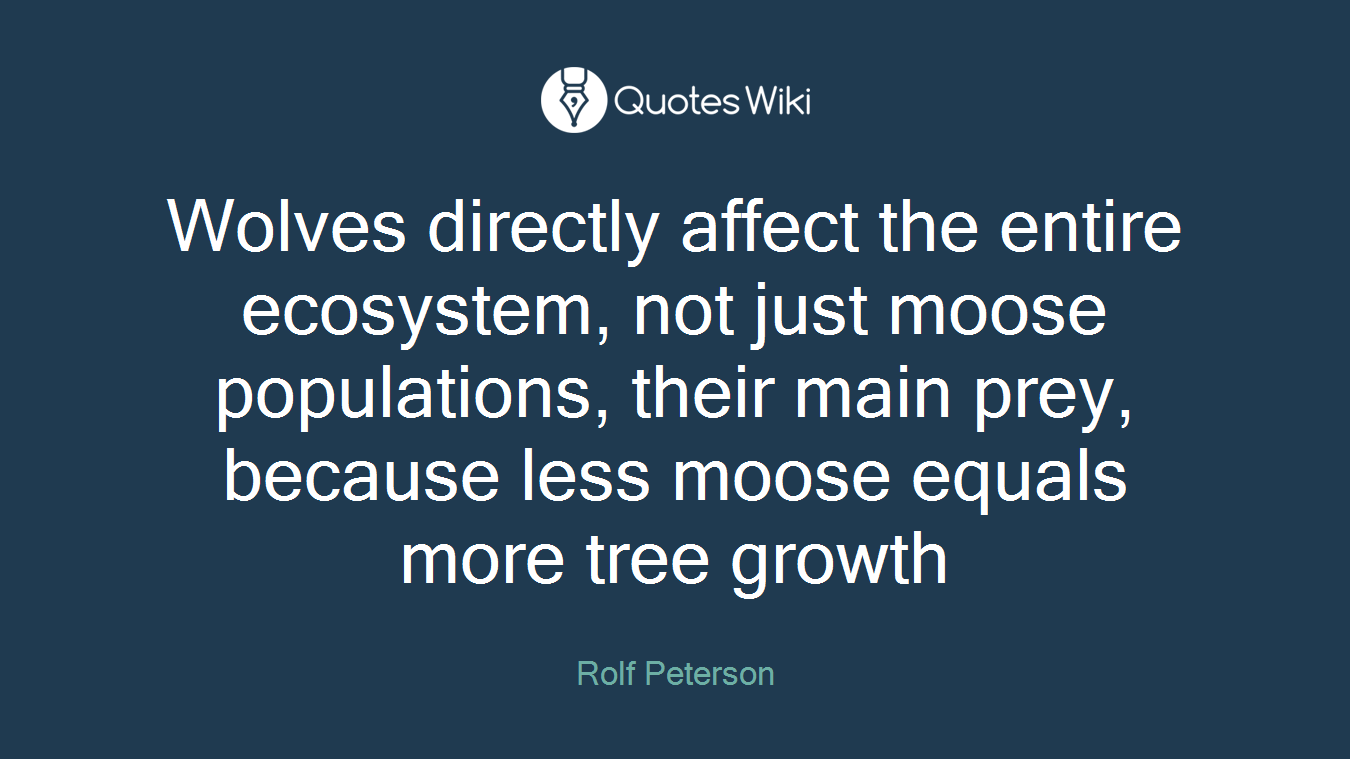 Wolves directly affect the entire ecosystem, not just moose populations, their main prey, because less moose equals more tree growth
