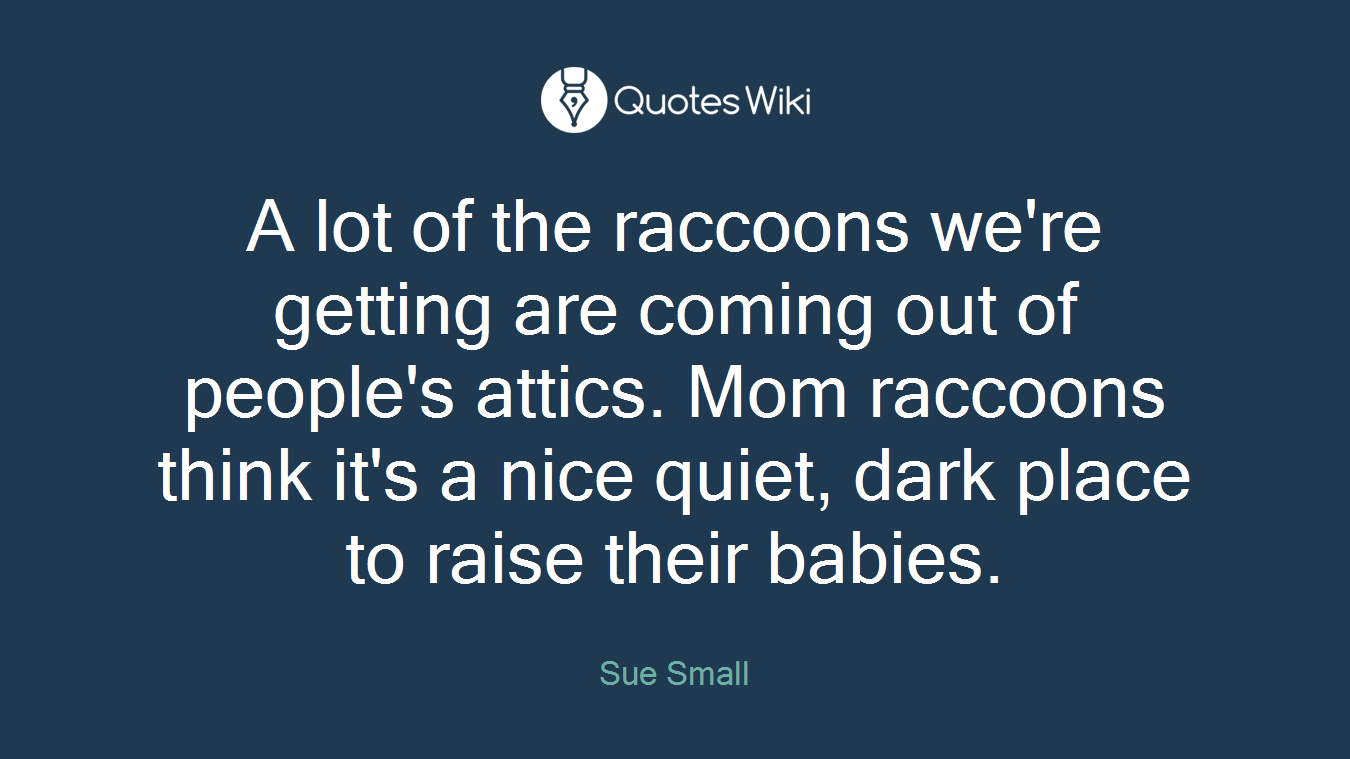 A lot of the raccoons we're getting are coming out of people's attics. Mom raccoons think it's a nice quiet, dark place to raise their babies.