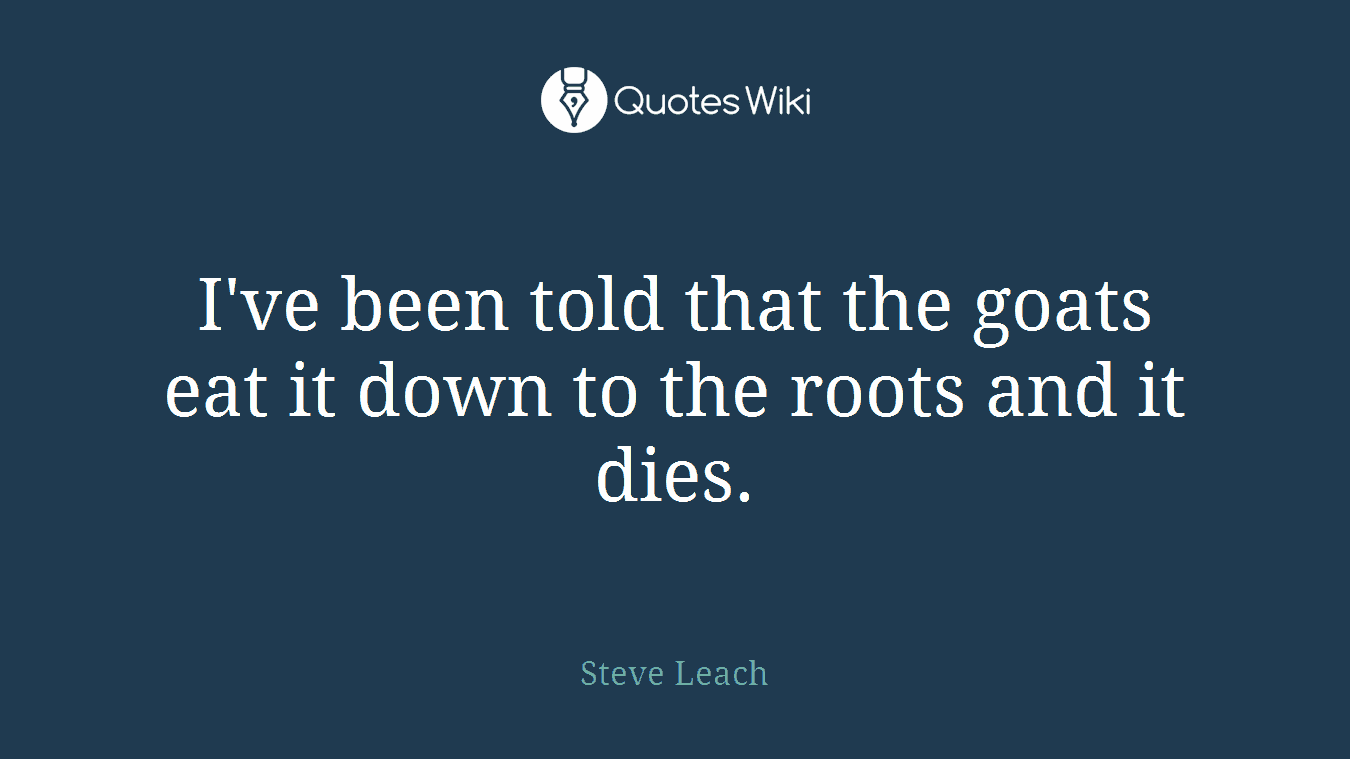 I've been told that the goats eat it down to the roots and it dies.