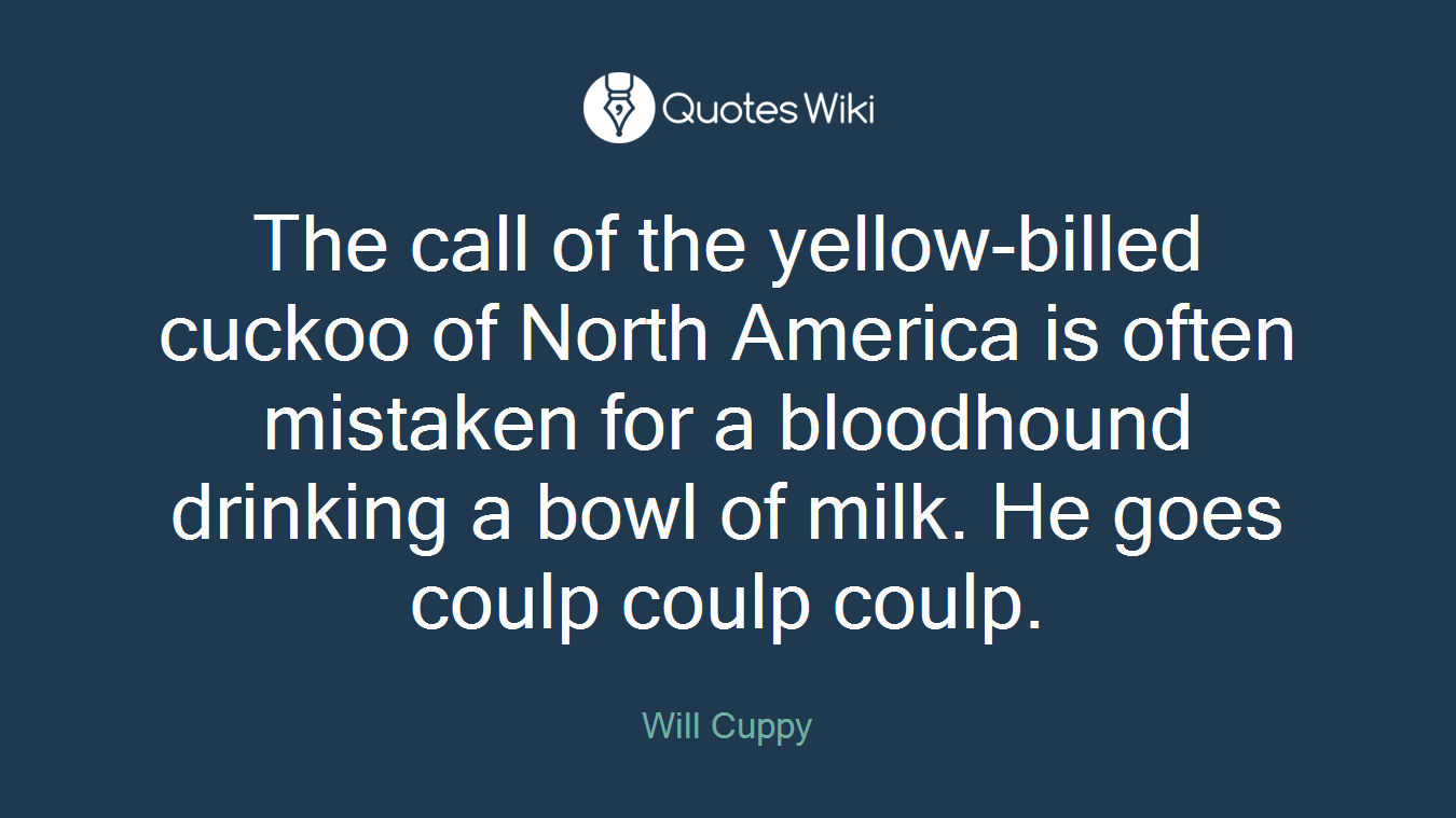 The call of the yellow-billed cuckoo of North America is often mistaken for a bloodhound drinking a bowl of milk. He goes coulp coulp coulp.
