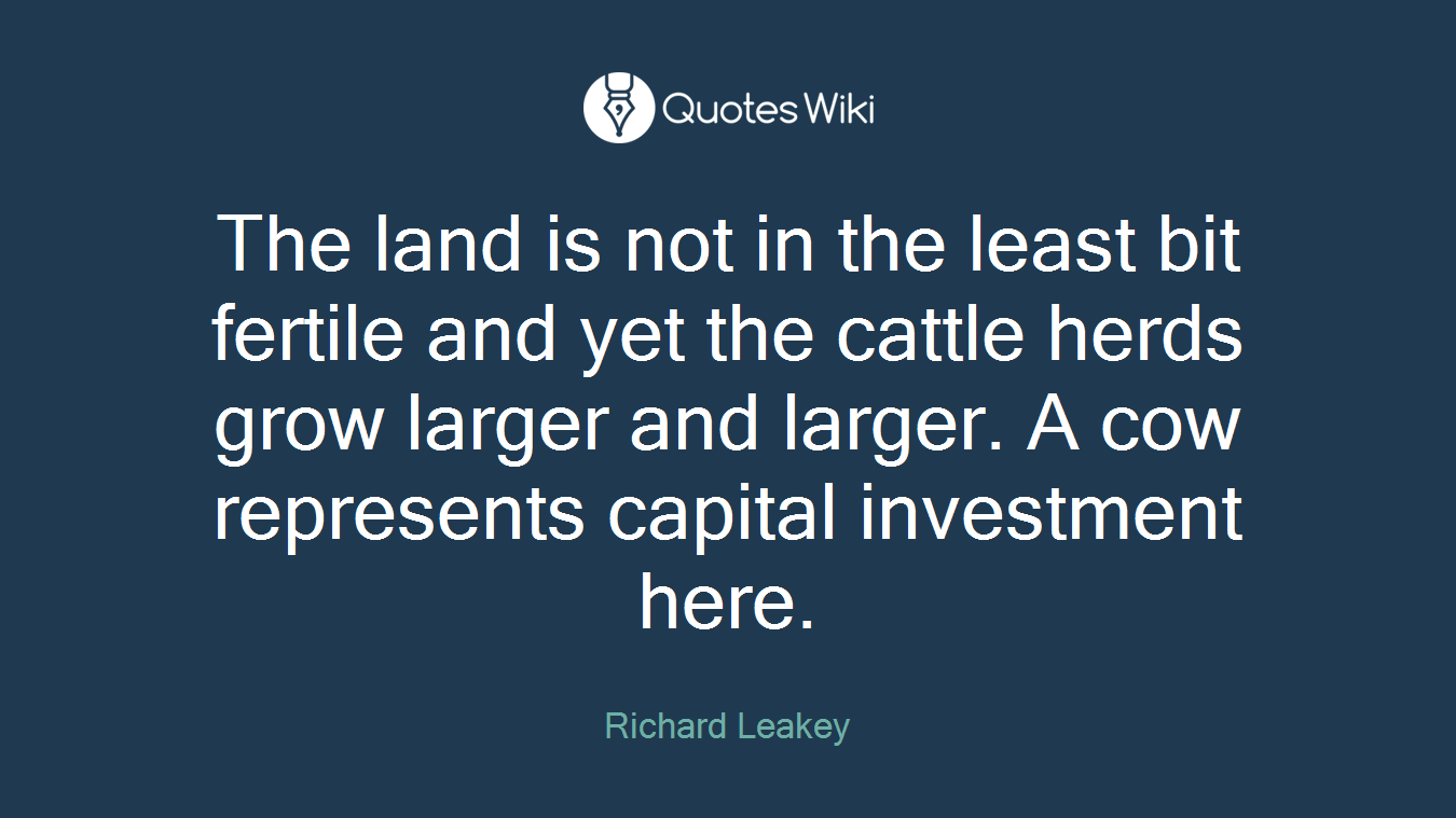 The land is not in the least bit fertile and yet the cattle herds grow larger and larger. A cow represents capital investment here.
