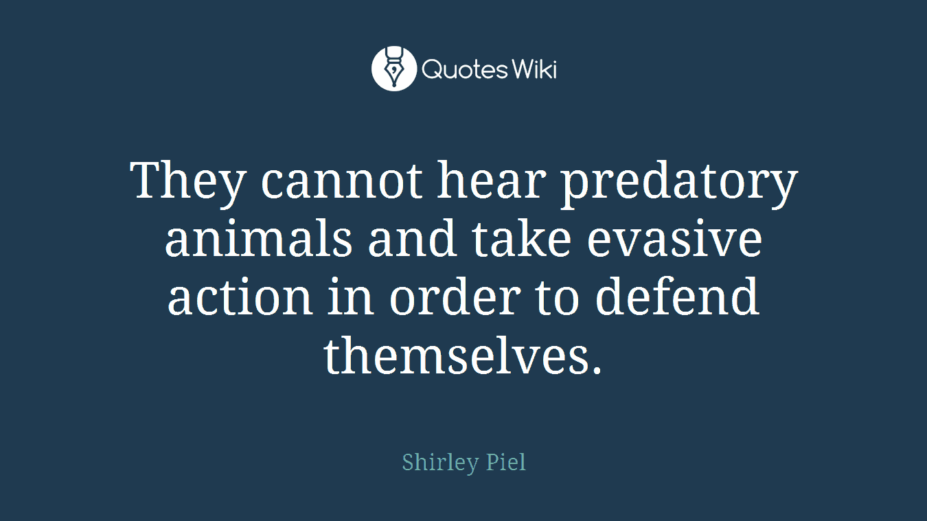 They cannot hear predatory animals and take evasive action in order to defend themselves.