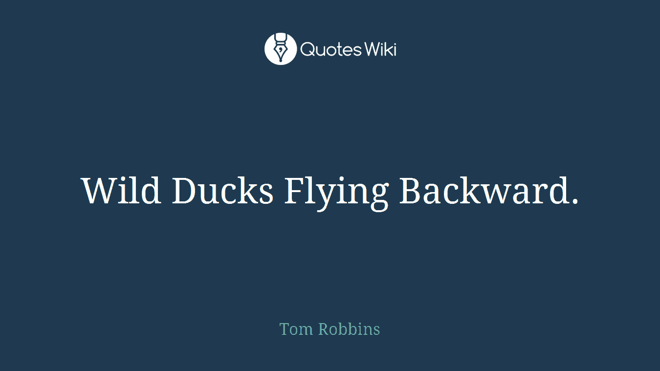 Wild Ducks Flying Backward.
